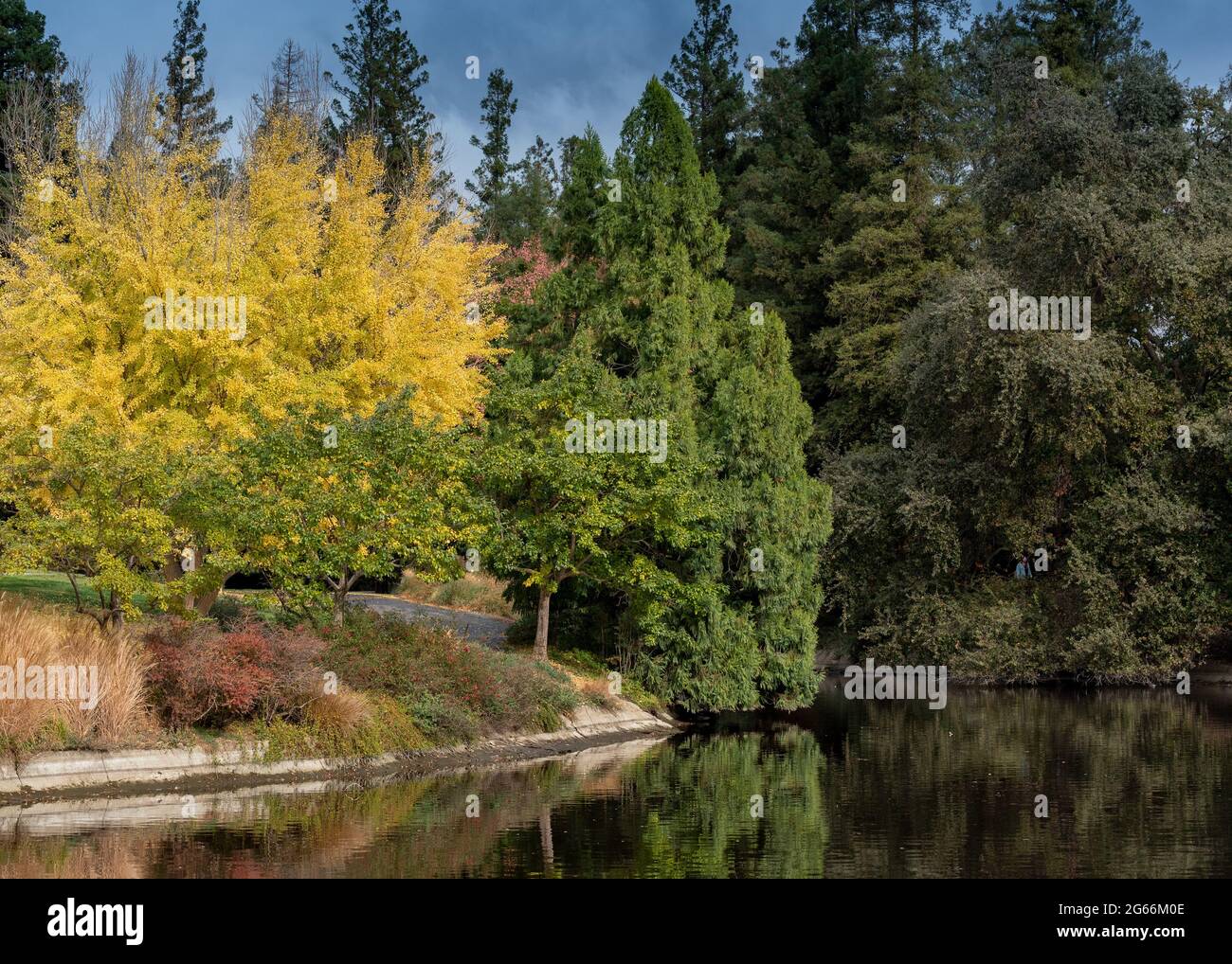 Arbre coloré à l'arboretum UC Davis à l'automne se reflète sur le lac Spafford Banque D'Images