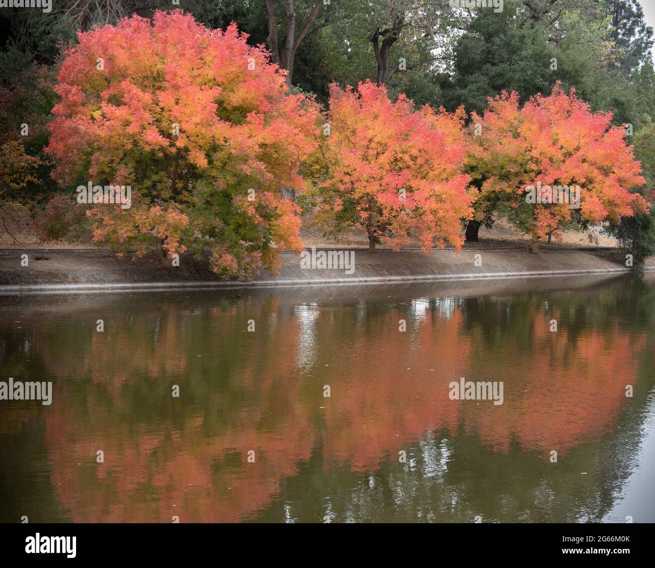 Les arbres colorés de l'arboretum UC Davis à l'automne se reflètent sur le lac Spafford, mais le chemin piétonnier Banque D'Images