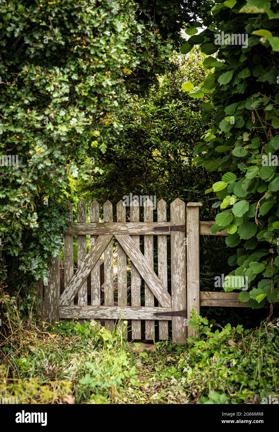 Ancienne porte de jardin rustique en bois entourée de végétation verte Banque D'Images
