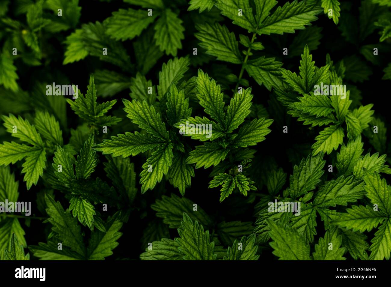Feuilles d'herbe d'Agrimonia Eupatoria Banque D'Images