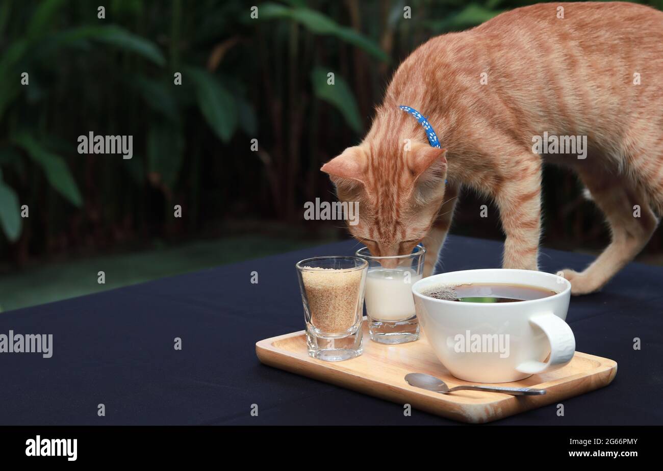 Chat orange portant un collier bleu buvant du lait sur une table à café. Table dans le jardin avec fond de feuilles vertes. Espace-copie. Banque D'Images