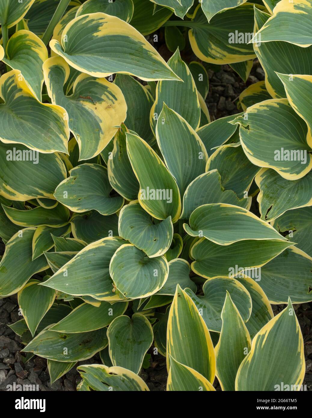 Gros plan attrayant Hosta 'First Frost', feuillage plantain de nénuphars 'First Frost' Banque D'Images