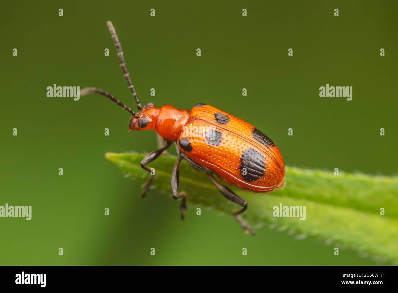 Un néolème à six points (Neolema sexpunctata) perce un coléoptère à la pointe d'une feuille. Banque D'Images