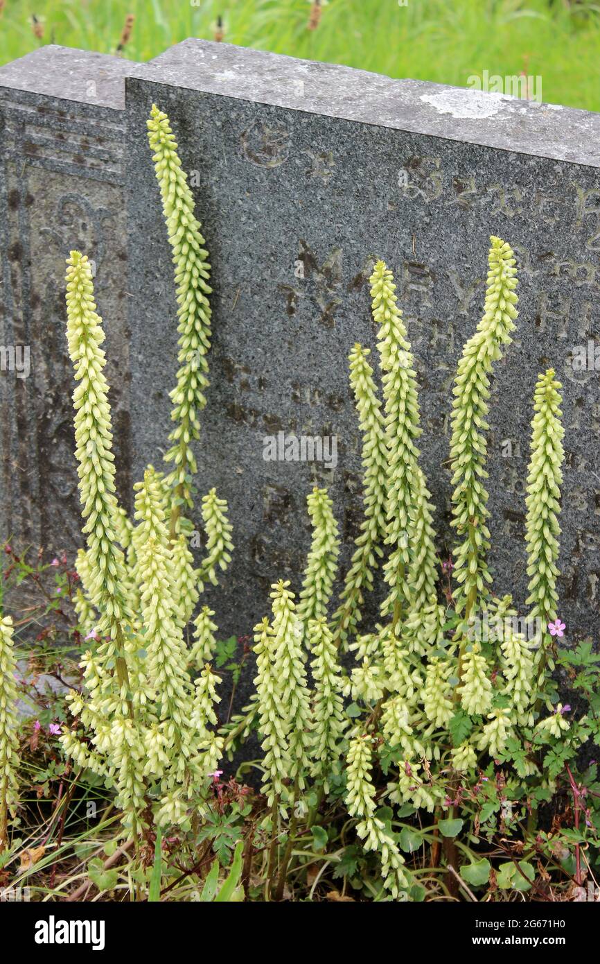 Wall pennywort a.k.a. Navelwort ou Penny Pies umbilicus rupestris dans le cimetière de l'église St Beuno, Clynnog Fawr, pays de Galles Banque D'Images