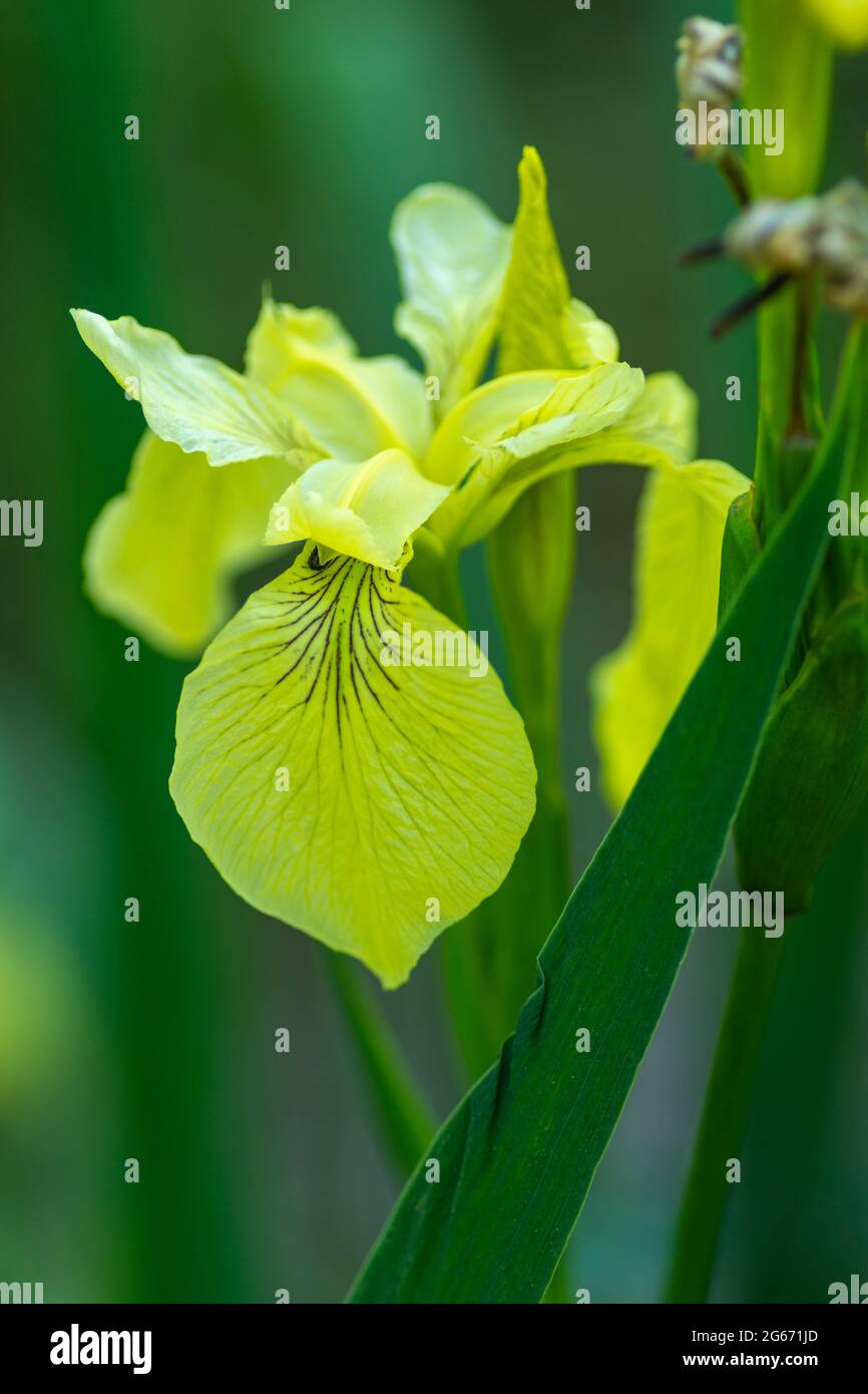 Indicateur jaune Iris Banque D'Images