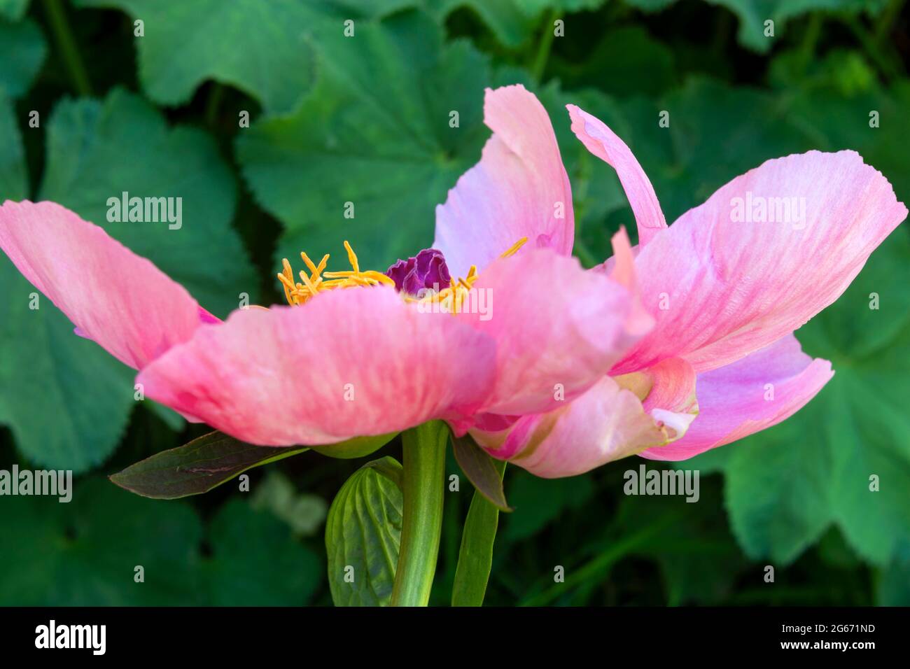 Jardin rose unique fleur de pivoine Banque D'Images