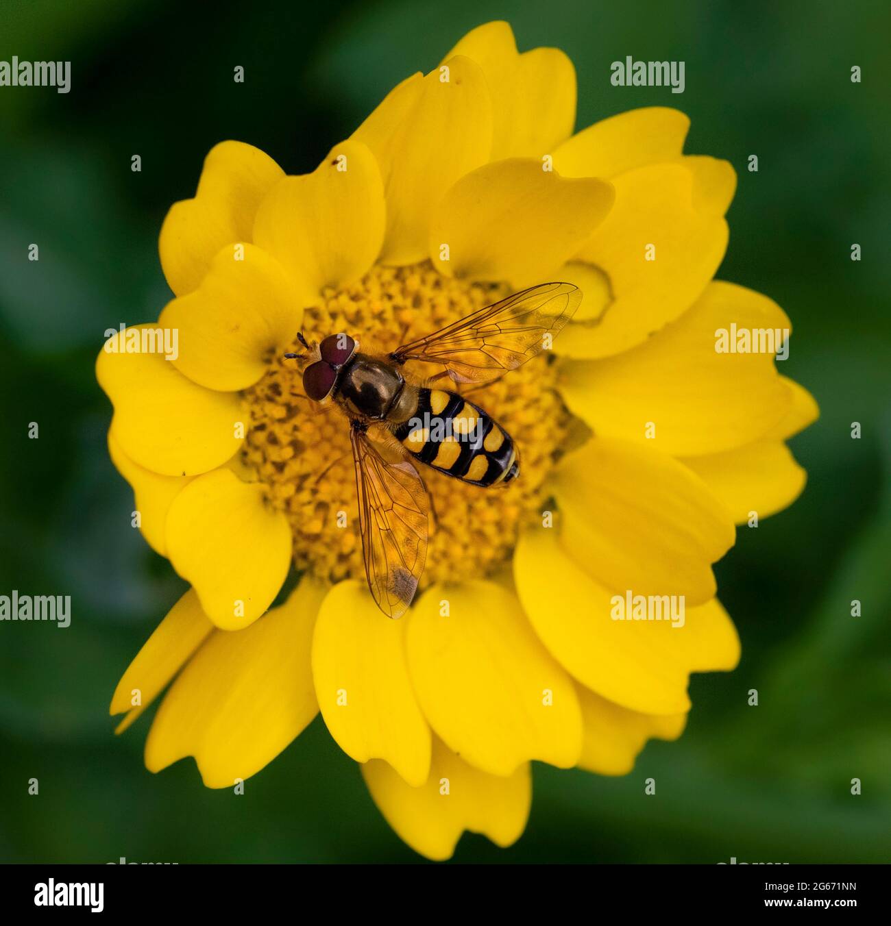 Vol stationnaire, mouches syrphides, bedfordshire Royaume-Uni, Banque D'Images