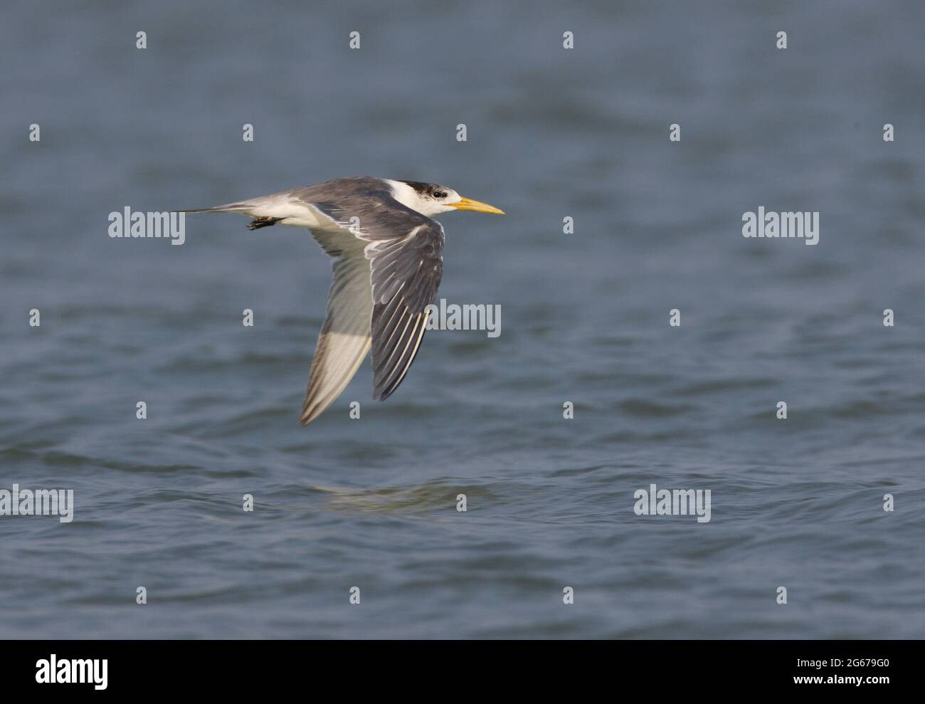 Grande Sterne de Crested (Thalasseus bergii) adulte en vol Thaïlande Février Banque D'Images