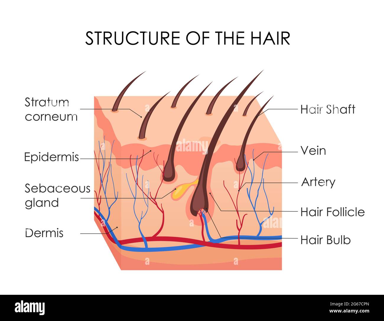 Illustration vectorielle du schéma capillaire humain. Morceau de peau humaine et toute la structure des cheveux sur le fond blanc. Traitement médical de la calvitie Illustration de Vecteur