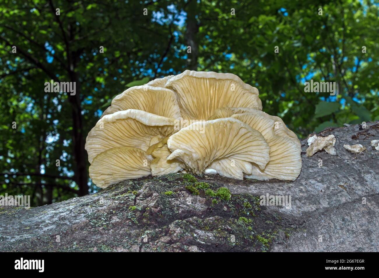 Huître Mushroom poussant sur un tronc d'arbre de peuplier faux-tremble mort dans les montagnes Pocono de Pennsylvanie. Banque D'Images