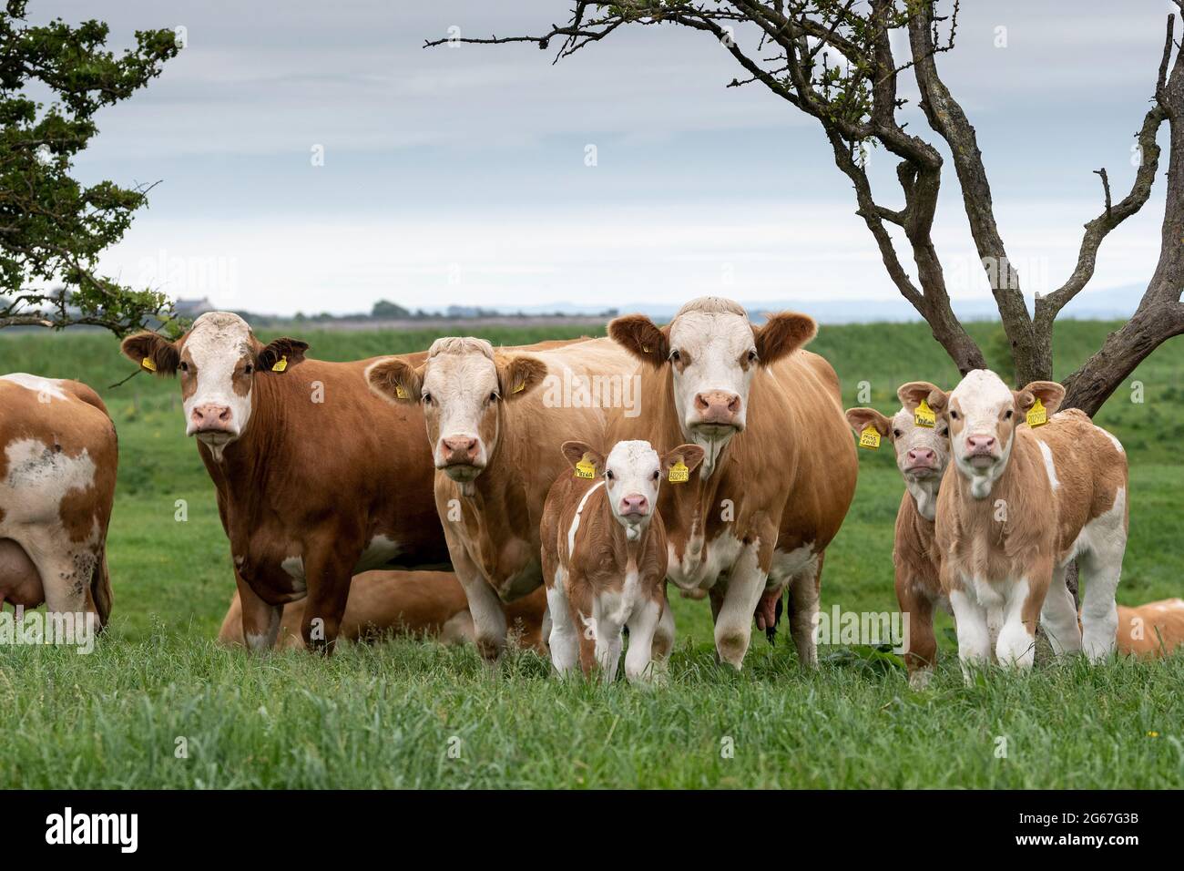 Pedigree vaches de bœuf Simmental et veaux en pâturage près d'Annan, en Écosse, au Royaume-Uni. Banque D'Images