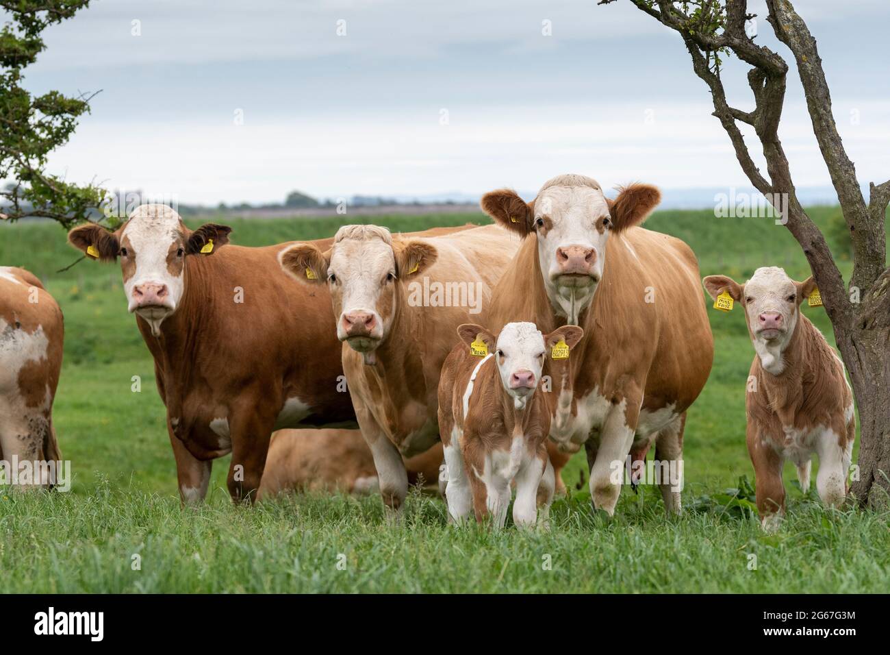 Pedigree vaches de bœuf Simmental et veaux en pâturage près d'Annan, en Écosse, au Royaume-Uni. Banque D'Images