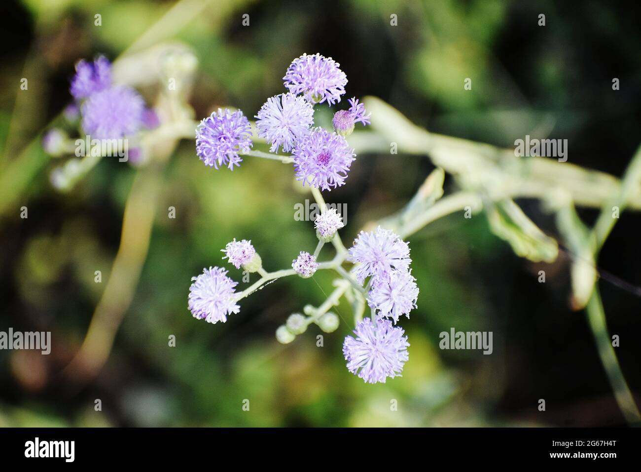 Cliché sélectif de la plante florale de l'ageratum sur fond vert Banque D'Images
