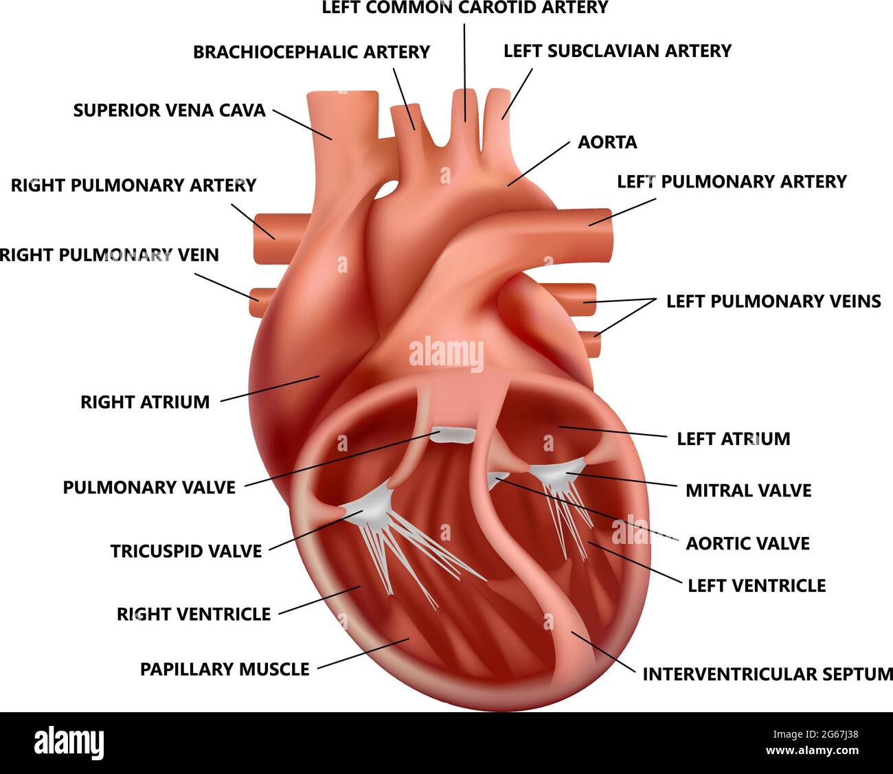 Section transversale réaliste de l'anatomie cardiaque avec descriptions. Illustration du cœur humain. Illustration de Vecteur