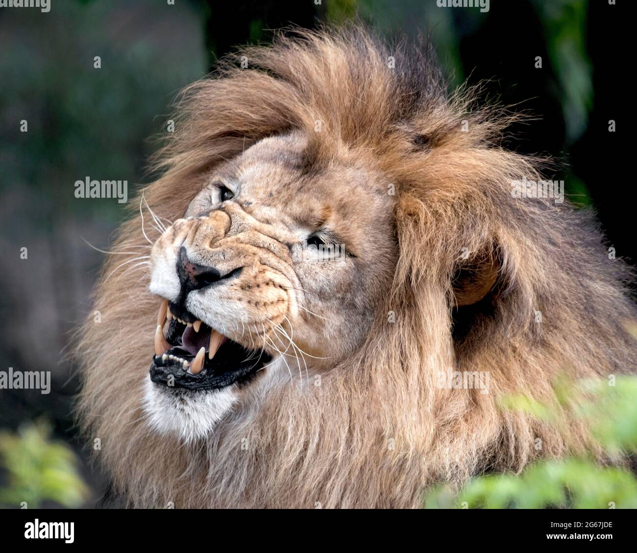 Arrachant des lions africains Banque D'Images