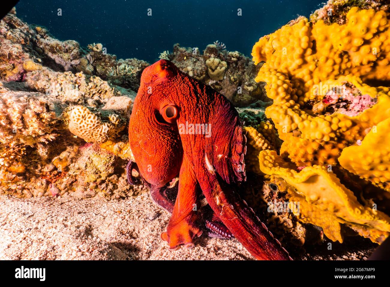 Poulpe, roi du camouflage dans la mer Rouge, Eilat Israël Banque D'Images