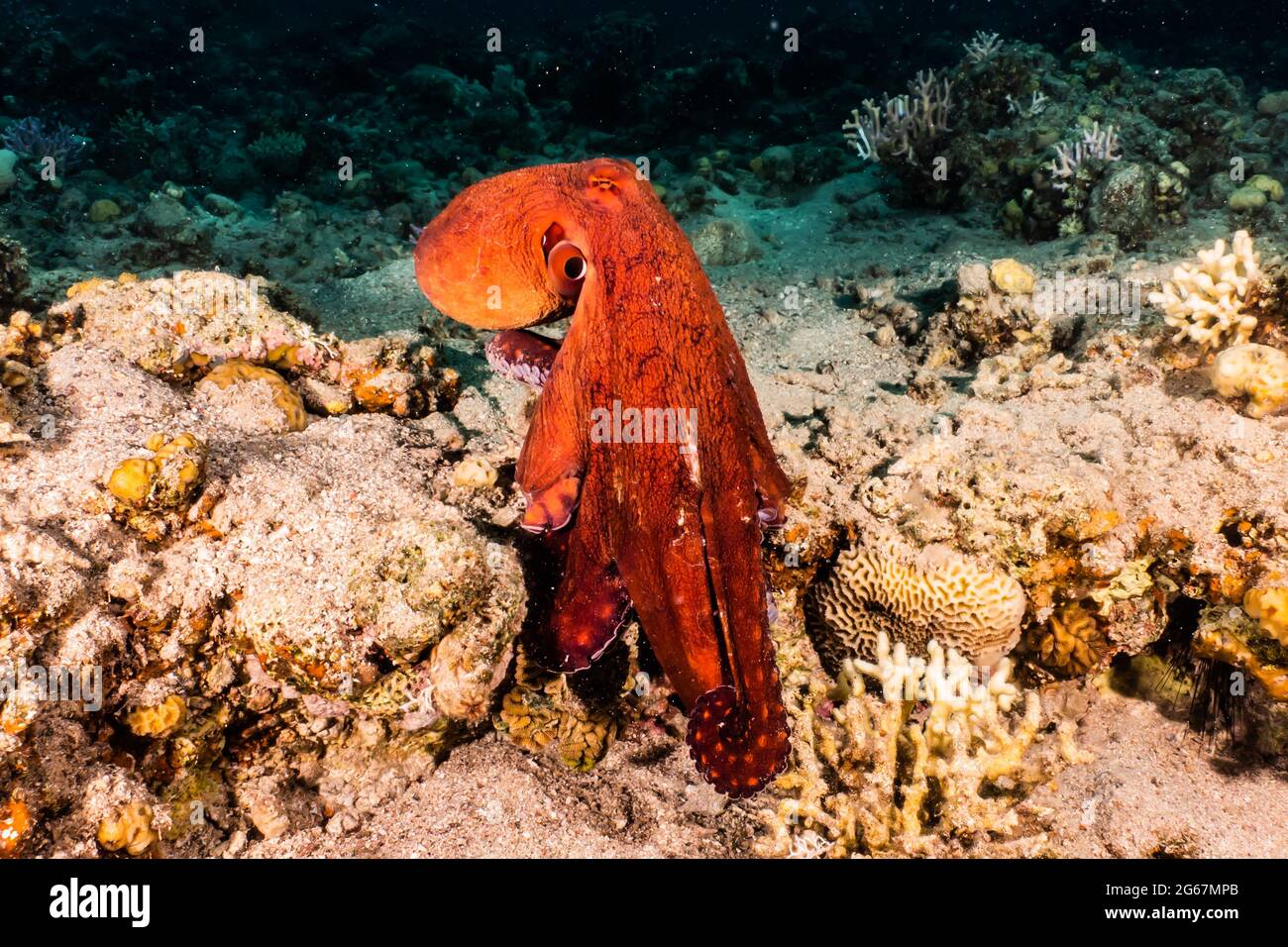 Poulpe, roi du camouflage dans la mer Rouge, Eilat Israël Banque D'Images