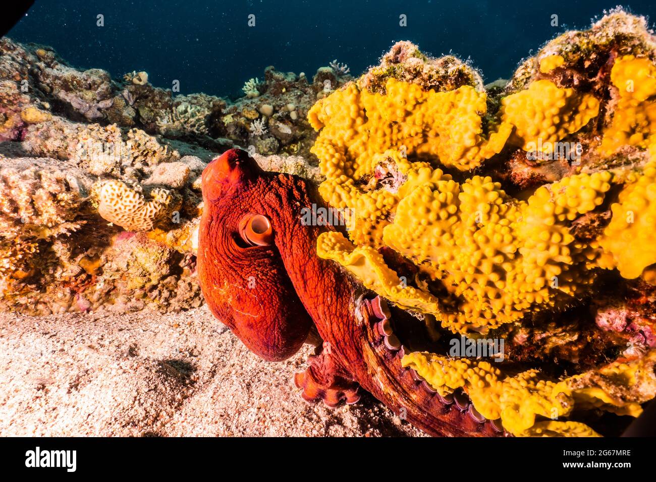 Poulpe, roi du camouflage dans la mer Rouge, Eilat Israël Banque D'Images