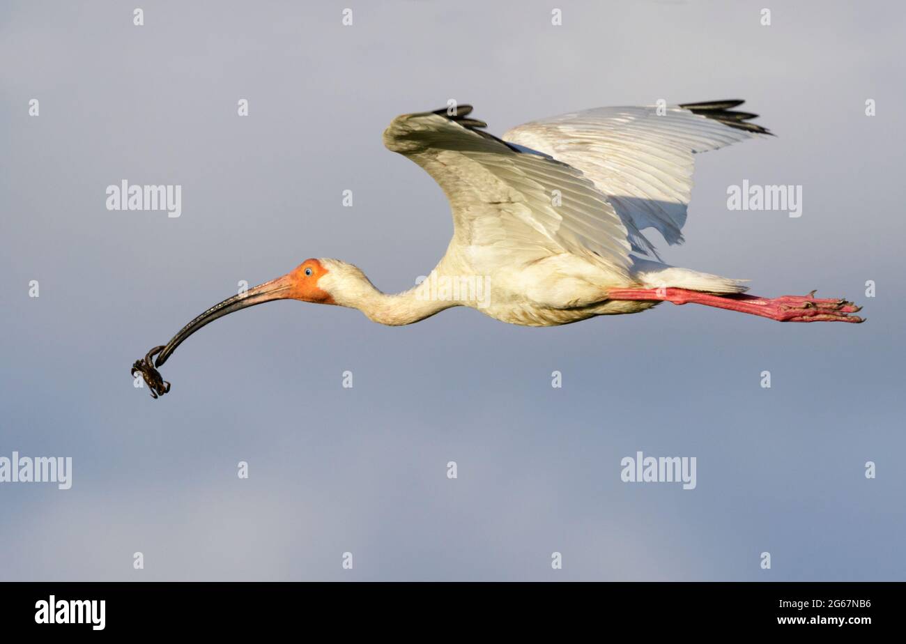 Ibis blanc américain (Eudocimus albus) volant avec un crabe dans son bec, Galveston, Texas, Etats-Unis. Banque D'Images