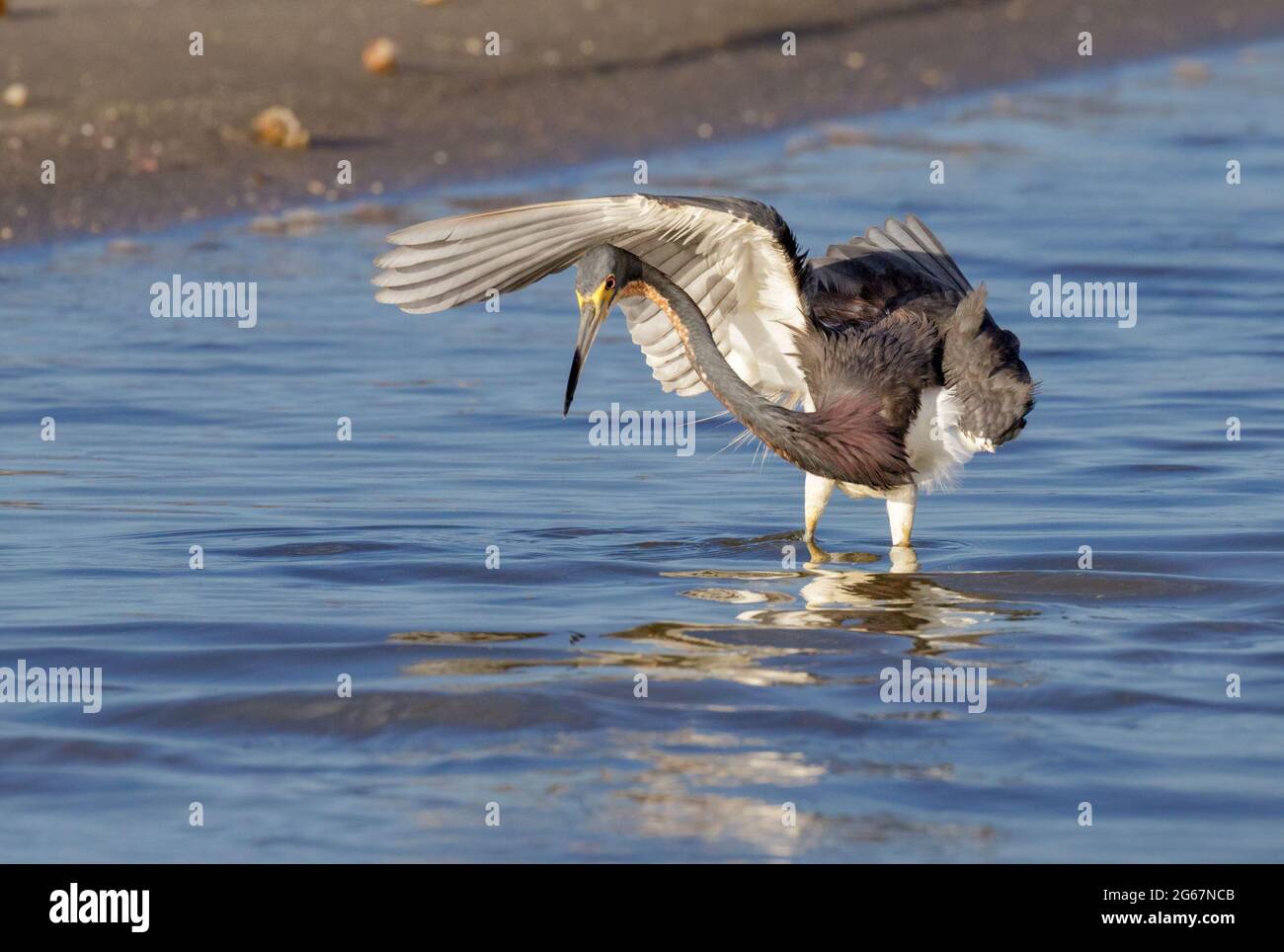 Héron tricolore (Egretta tricolor) chasse sur la côte océanique, faisant de l'ombre pour une meilleure vision par l'aile ouverte, Galveston, Texas, États-Unis. Banque D'Images