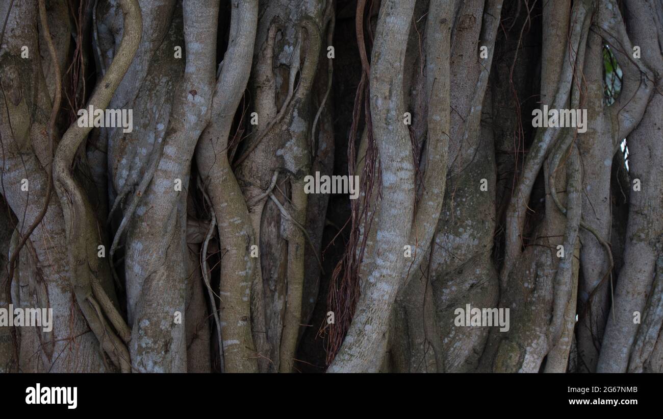 Image des racines d'un grand arbre de bot. Photos d'arbres sauvages. Photo des racines d'un grand Banyan Tree le long de la rivière. Banque D'Images