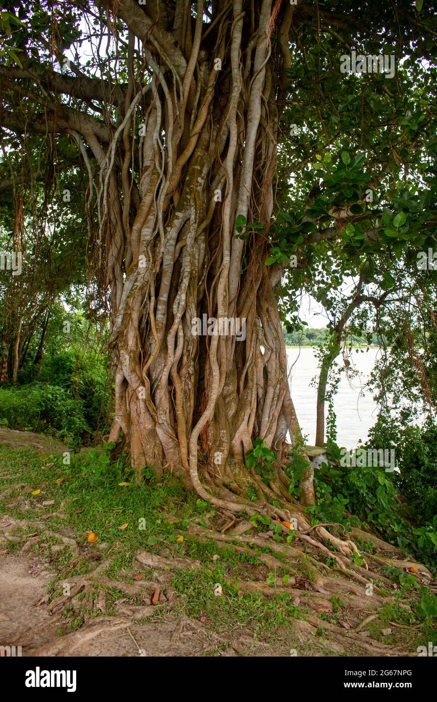 Photo des racines d'un grand Banyan Tree le long de la rivière. Un banyan Tree au Bangladesh (Ficus benhalensis). Banque D'Images