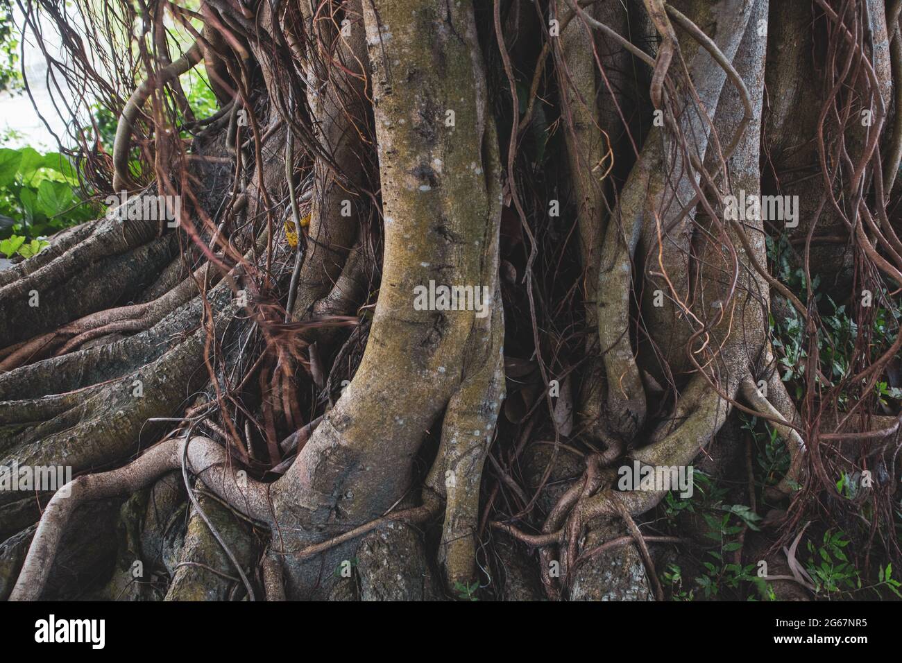 Photo des racines d'un grand Banyan Tree le long de la rivière. Un banyan Tree au Bangladesh (Ficus benhalensis). Banque D'Images