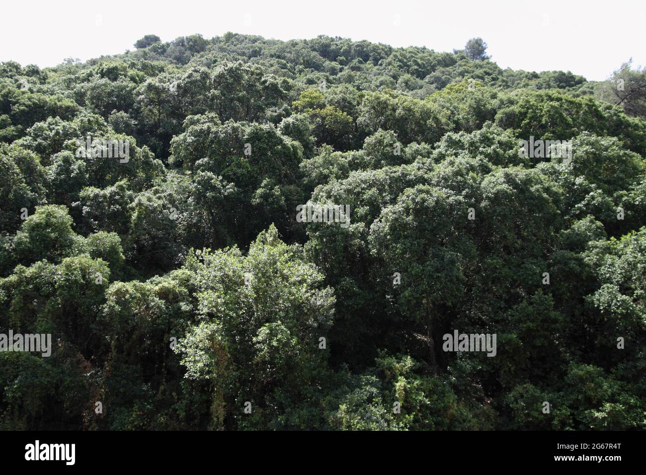 Palestine Chêne ou Quercus Calliprinos sur le Mont Carmel, vestige de l'ancienne forêt biblique du pays d'Israël, le maquis méditerranéen Banque D'Images