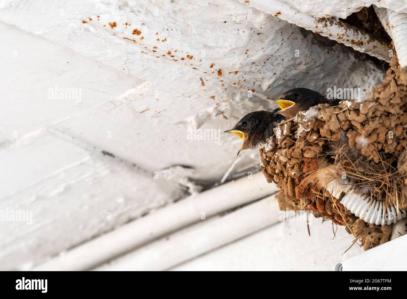 Avalez les poussins en attente de nourriture à l'intérieur du nid en Grèce Banque D'Images