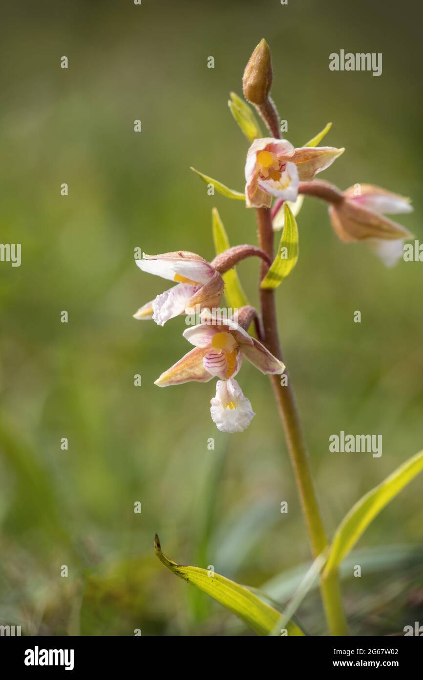 Marais Helleborine, Epipactis palustris. Devon, Royaume-Uni. Banque D'Images