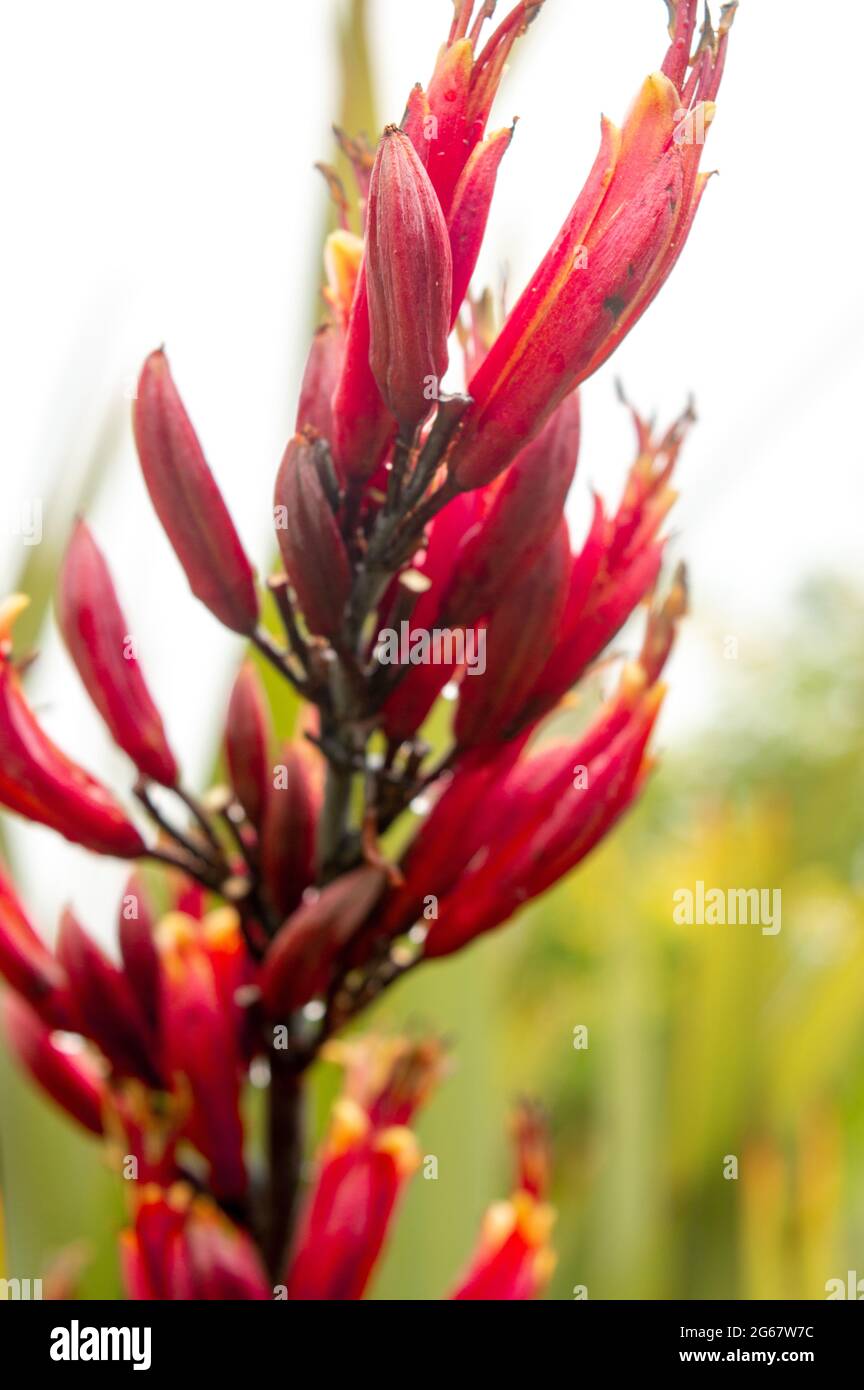 Gros plan sur une longue fleur rouge. Fleur africaine exotique tropicale. Banque D'Images