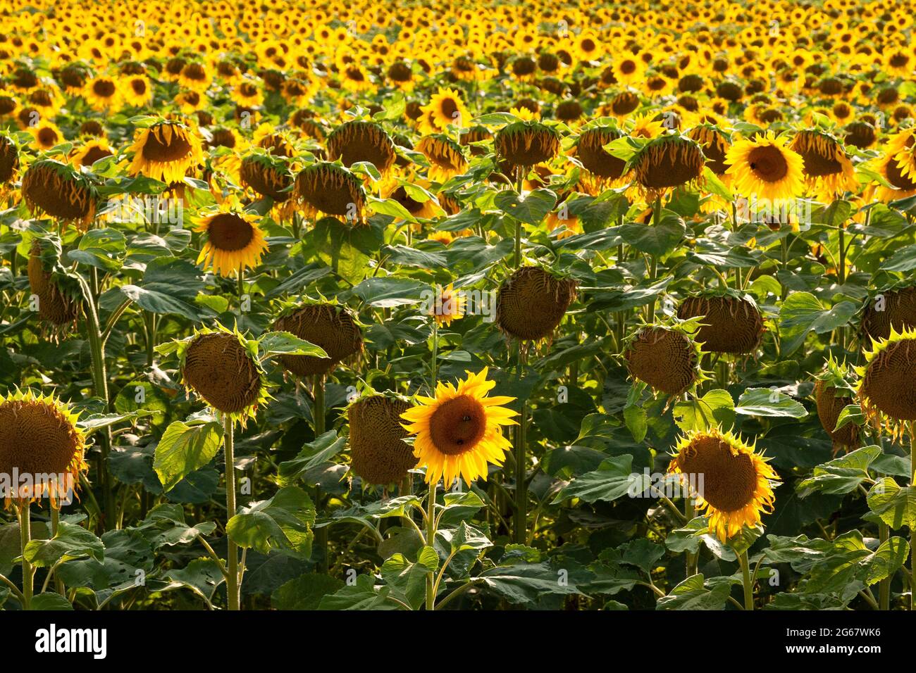 Un champ de tournesols jaune vif. Banque D'Images