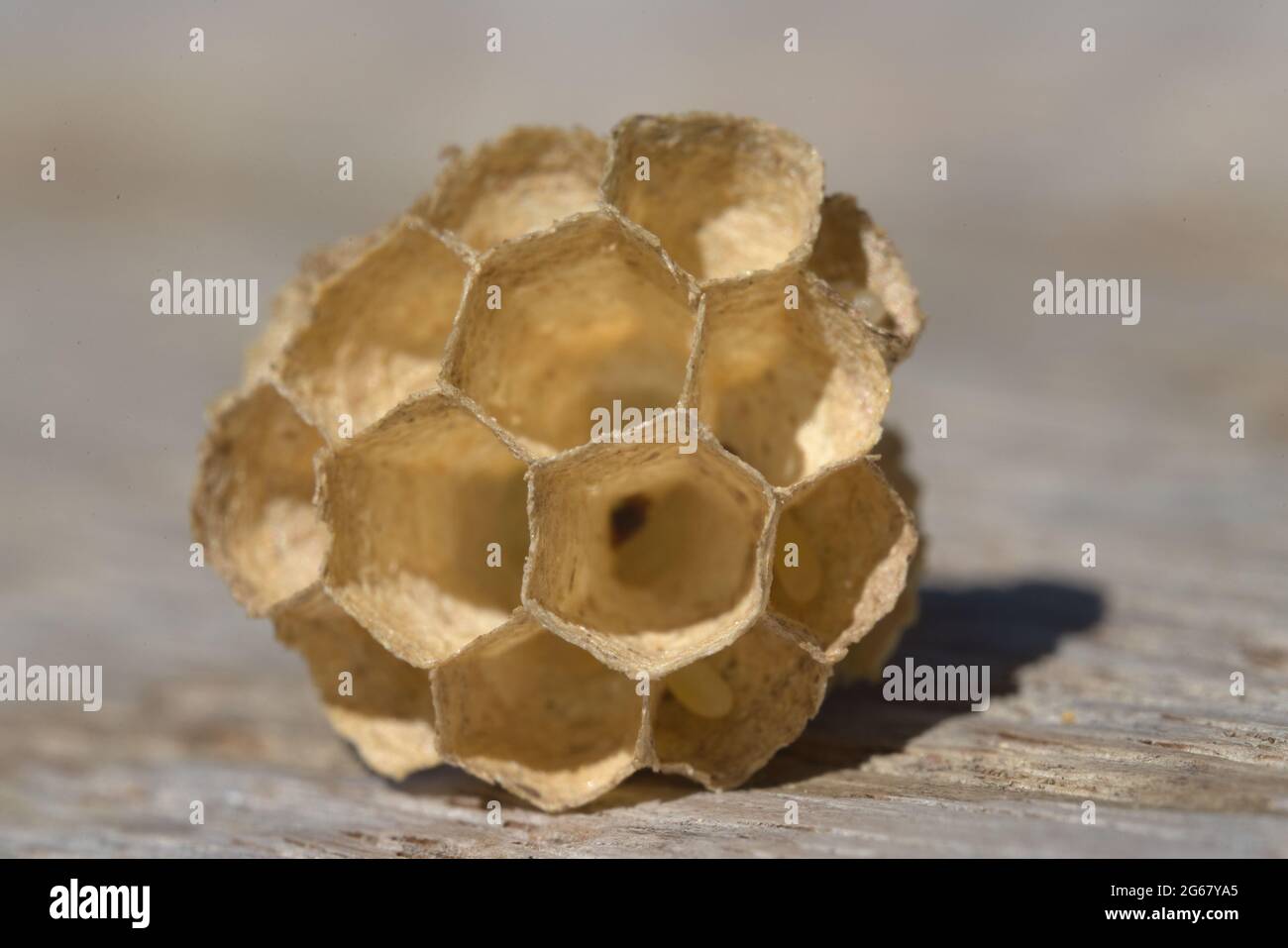 Structure hexagonale de petit reste d'un nid de guêpes. Plein format, gros plan macro. Le soleil d'été illumine la scène, fond en fibre de bois. Banque D'Images