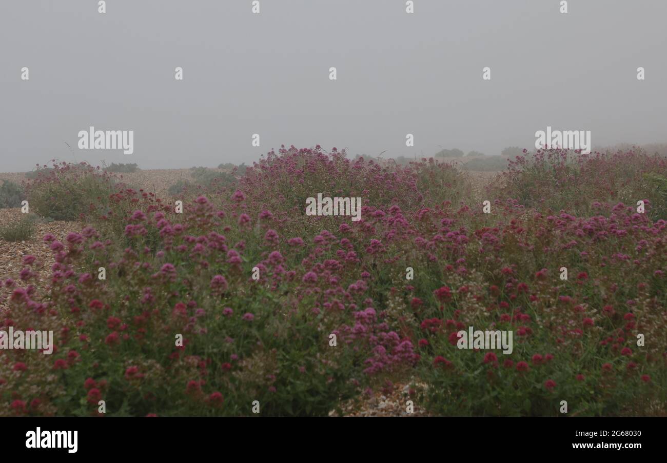 Une matinée brumeuse sur les manteaux du sud du Royaume-Uni en juillet 2021. Banque D'Images