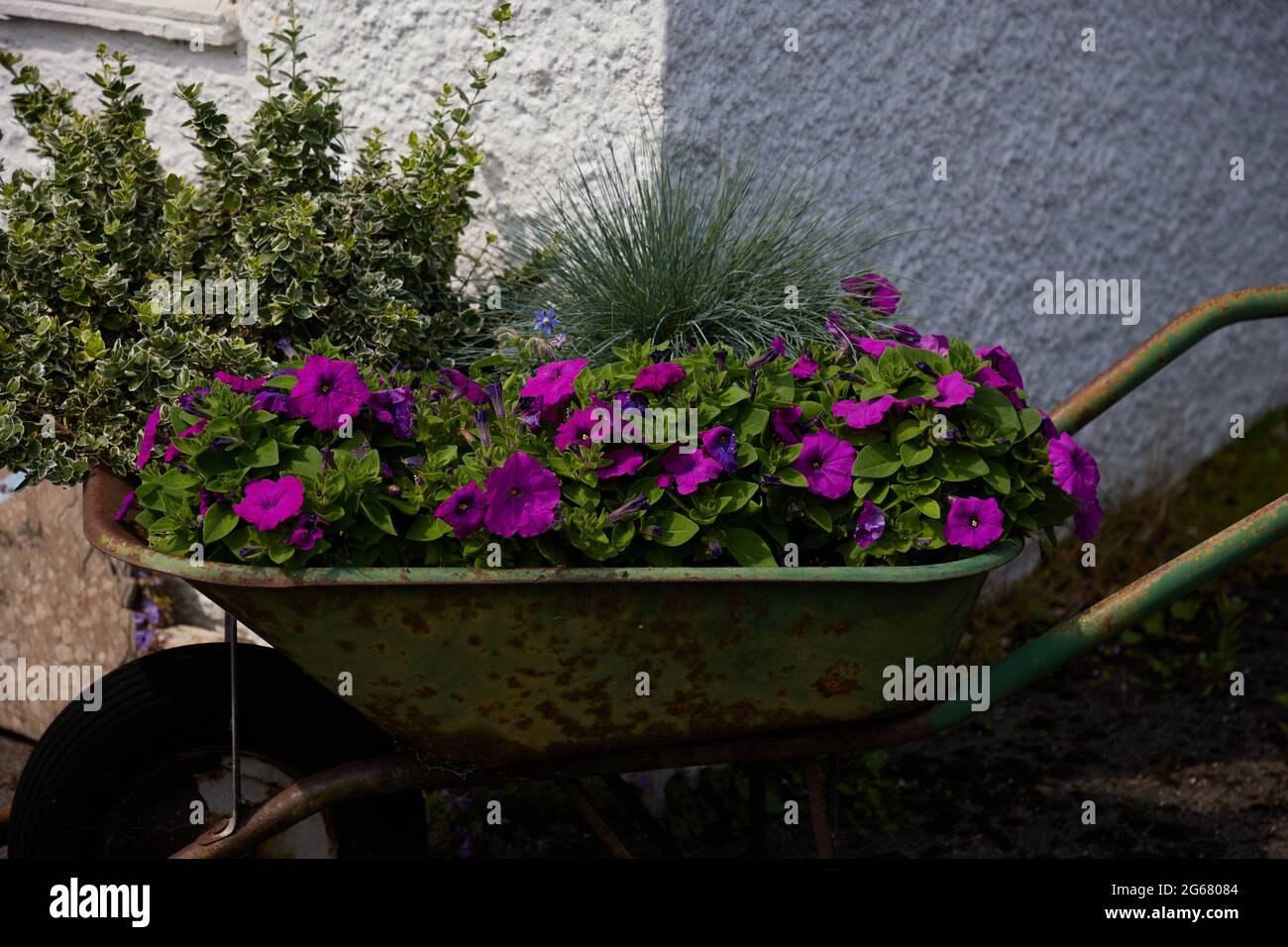 Vieille brouette remplie de plantes de gaden annuelles vues dans le jardin. Banque D'Images