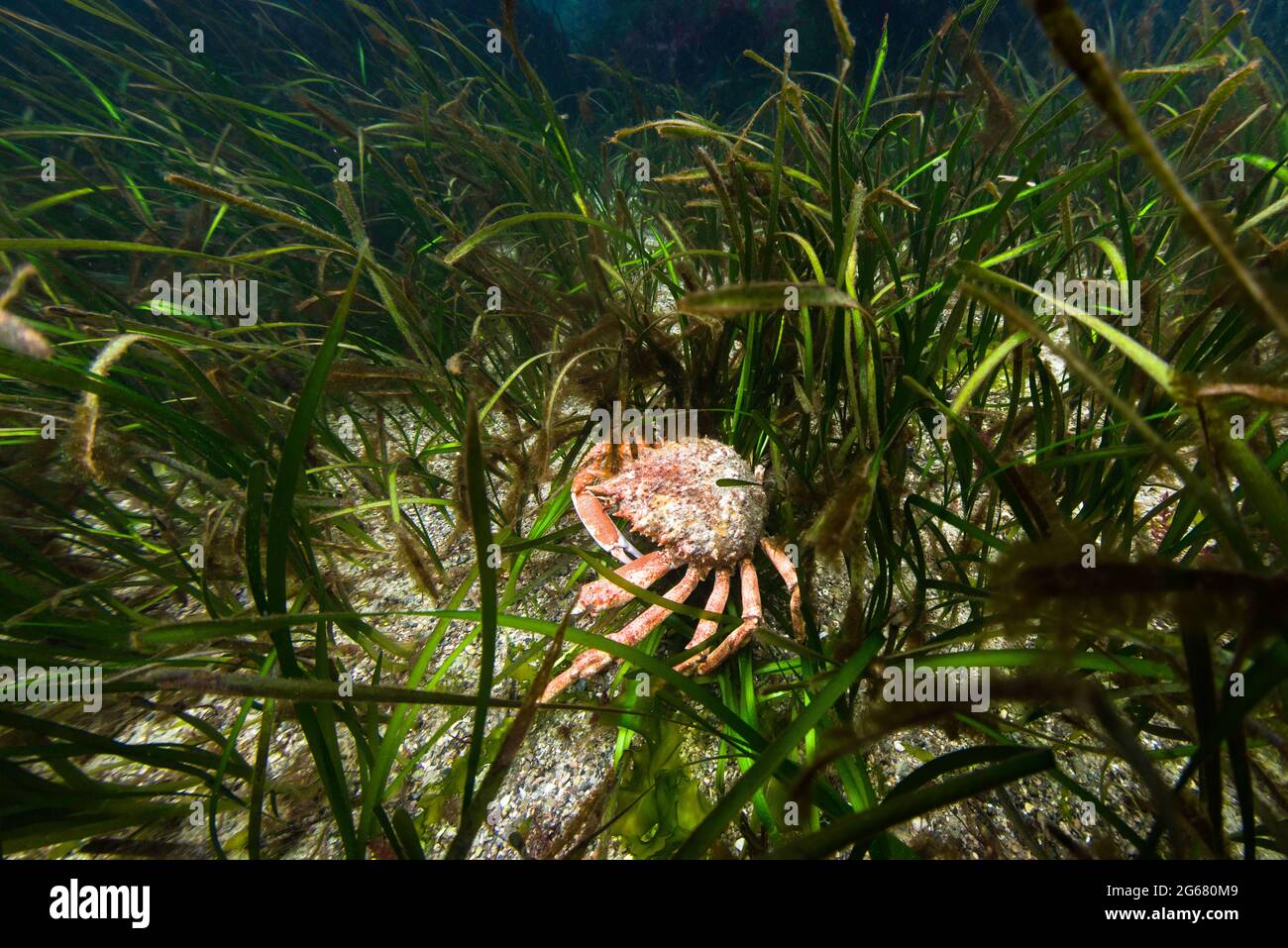 Crabe araignée européen dans la prairie d'herbes marines. Îles Anglo-Normandes, Royaume-Uni. Banque D'Images
