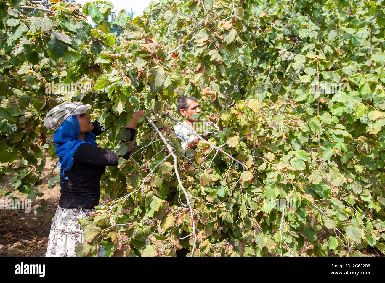 Ordu/Turquie - 08/05/2016:UN ouvrier saisonnier en cueillant des noix Banque D'Images