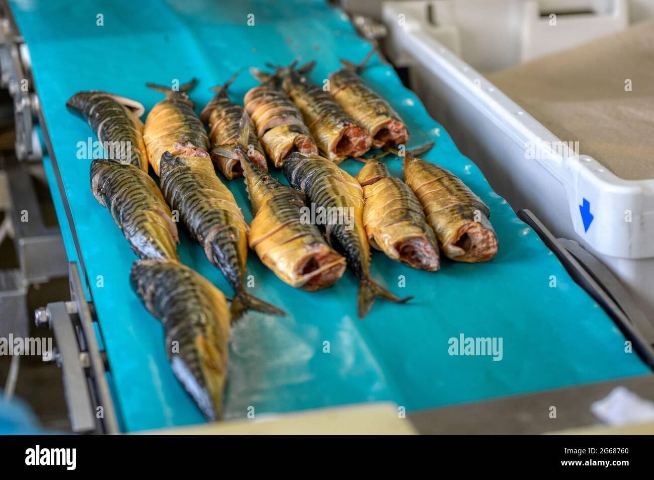 Des morceaux de maquereau fumé se trouvent sur une courroie transporteuse. Usine de nourriture de poisson. Banque D'Images