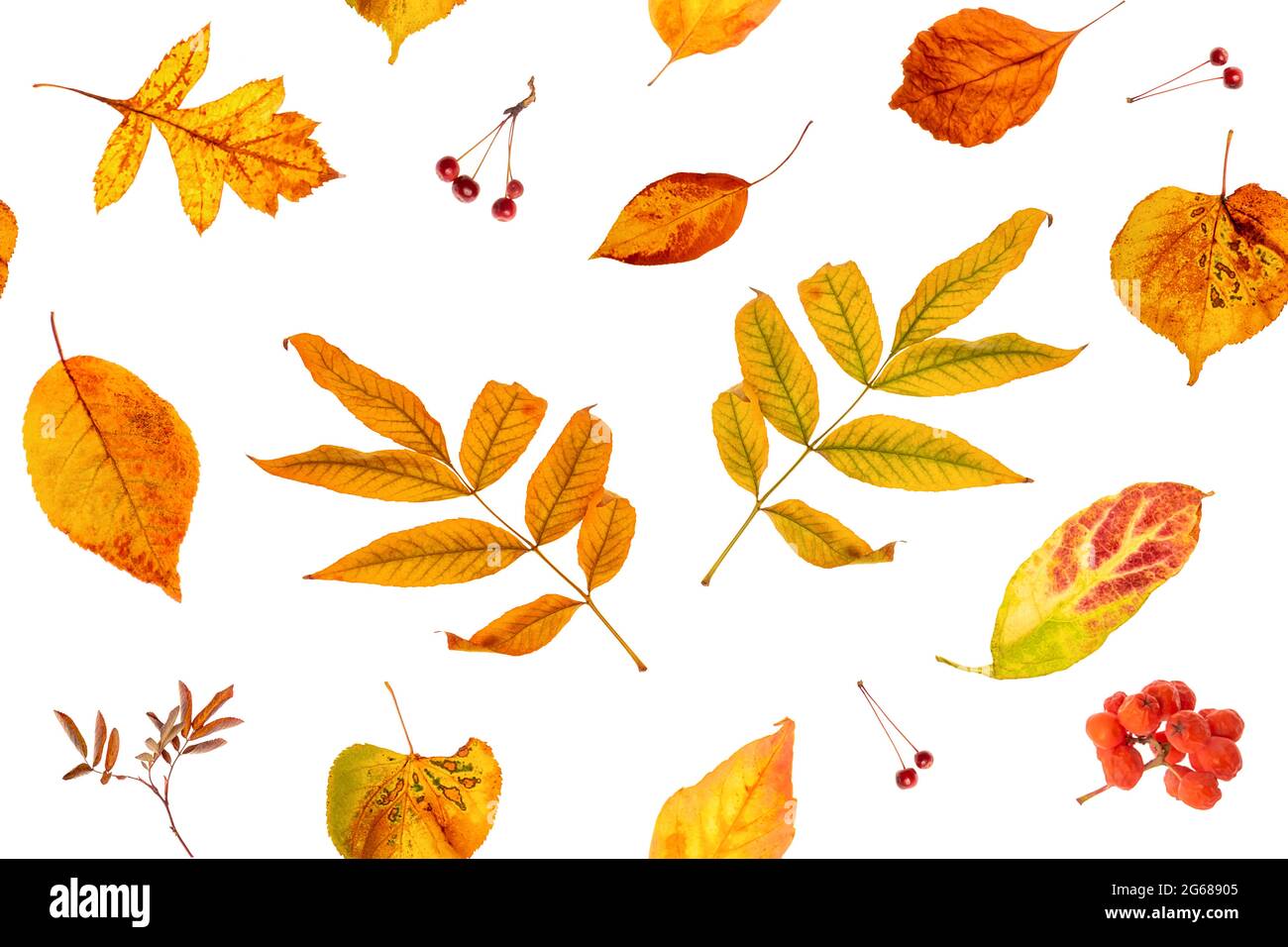Motif sans couture de feuilles d'automne naturelles sur fond blanc, comme toile de fond ou texture. Papier peint d'automne pour votre conception. Vue de dessus Flat lay. Banque D'Images