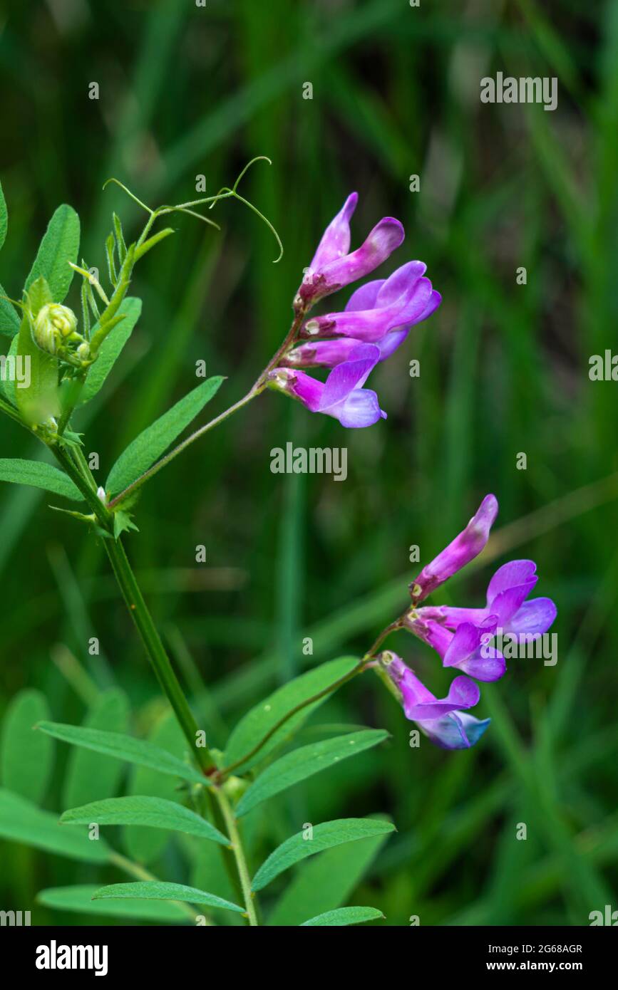 La fleur sauvage de la vetch américaine fleurit dans le sud rural du Manitoba, au Canada. Banque D'Images