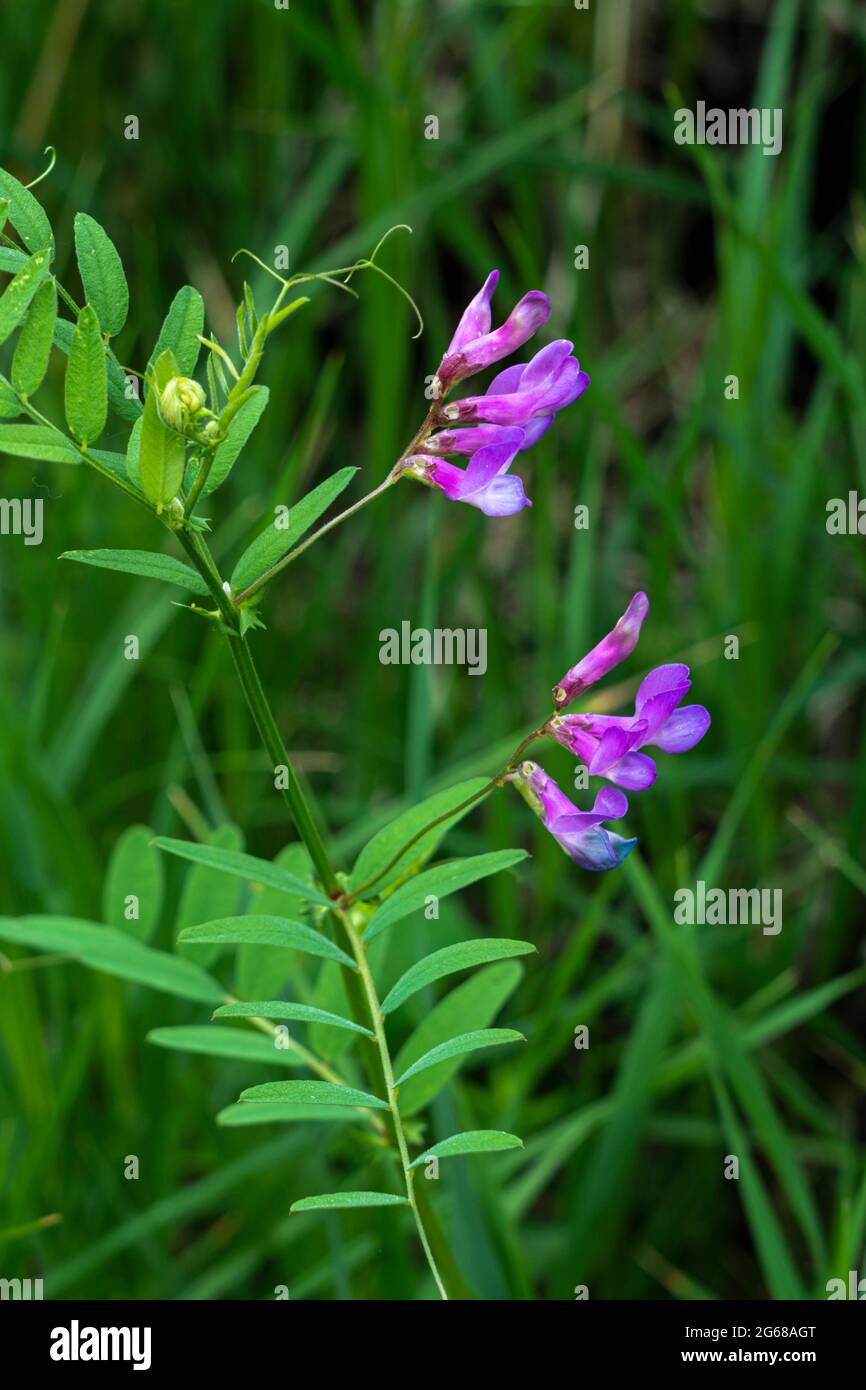 La fleur sauvage de la vetch américaine fleurit dans le sud rural du Manitoba, au Canada. Banque D'Images