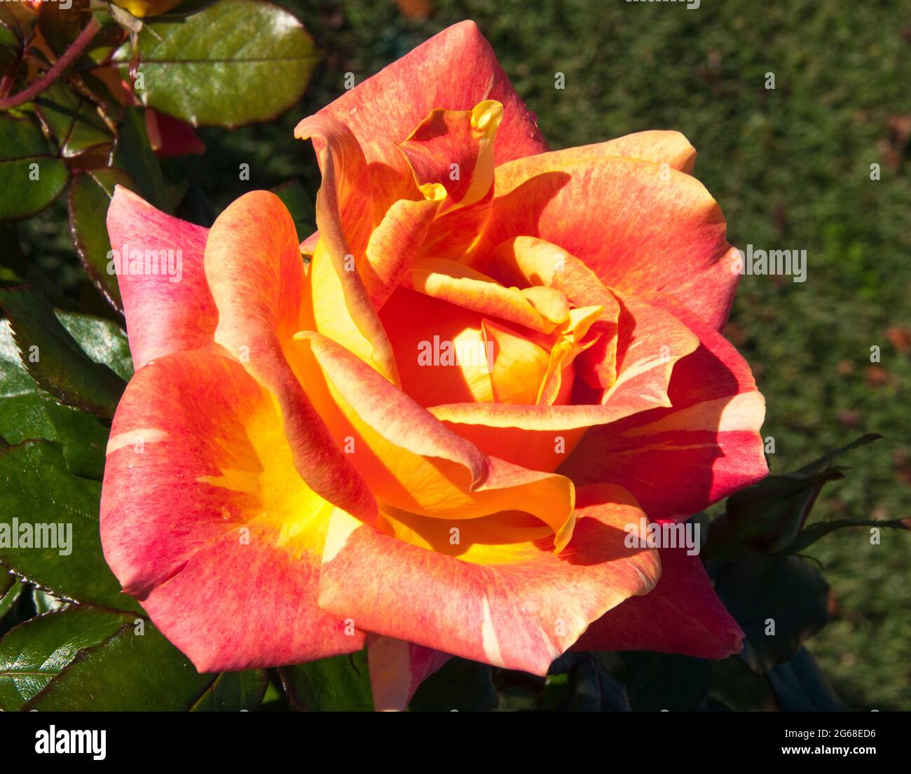 Austral Roses Rose cultivar Banque de photographies et d’images à haute résolution ...