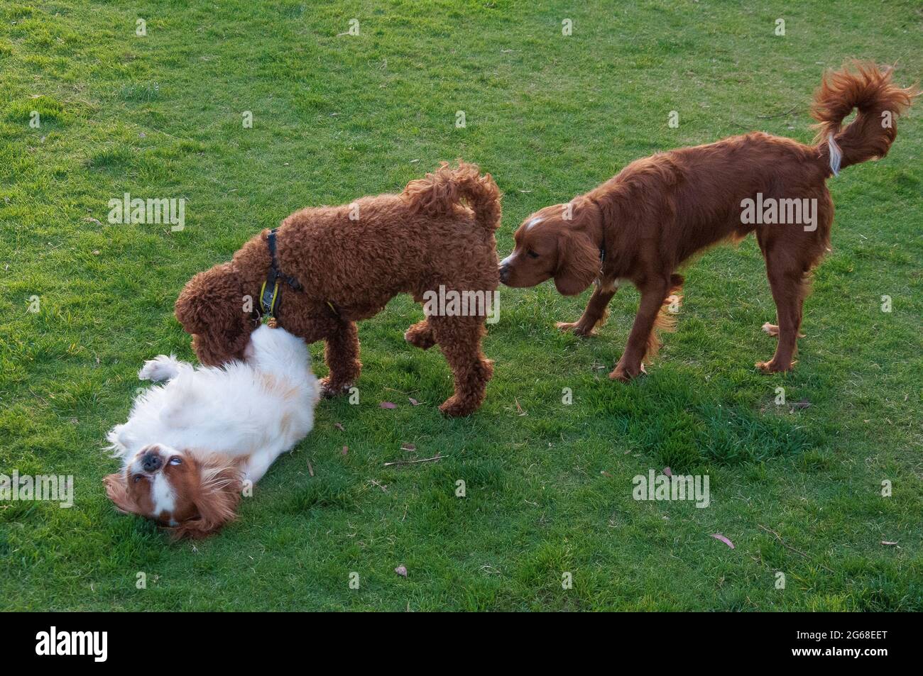 Trois chiens de différentes races - le roi Charles Spannel, Labraddoodle et le retriever de canard de la Nouvelle-Écosse - socialisent dans un parc public Banque D'Images