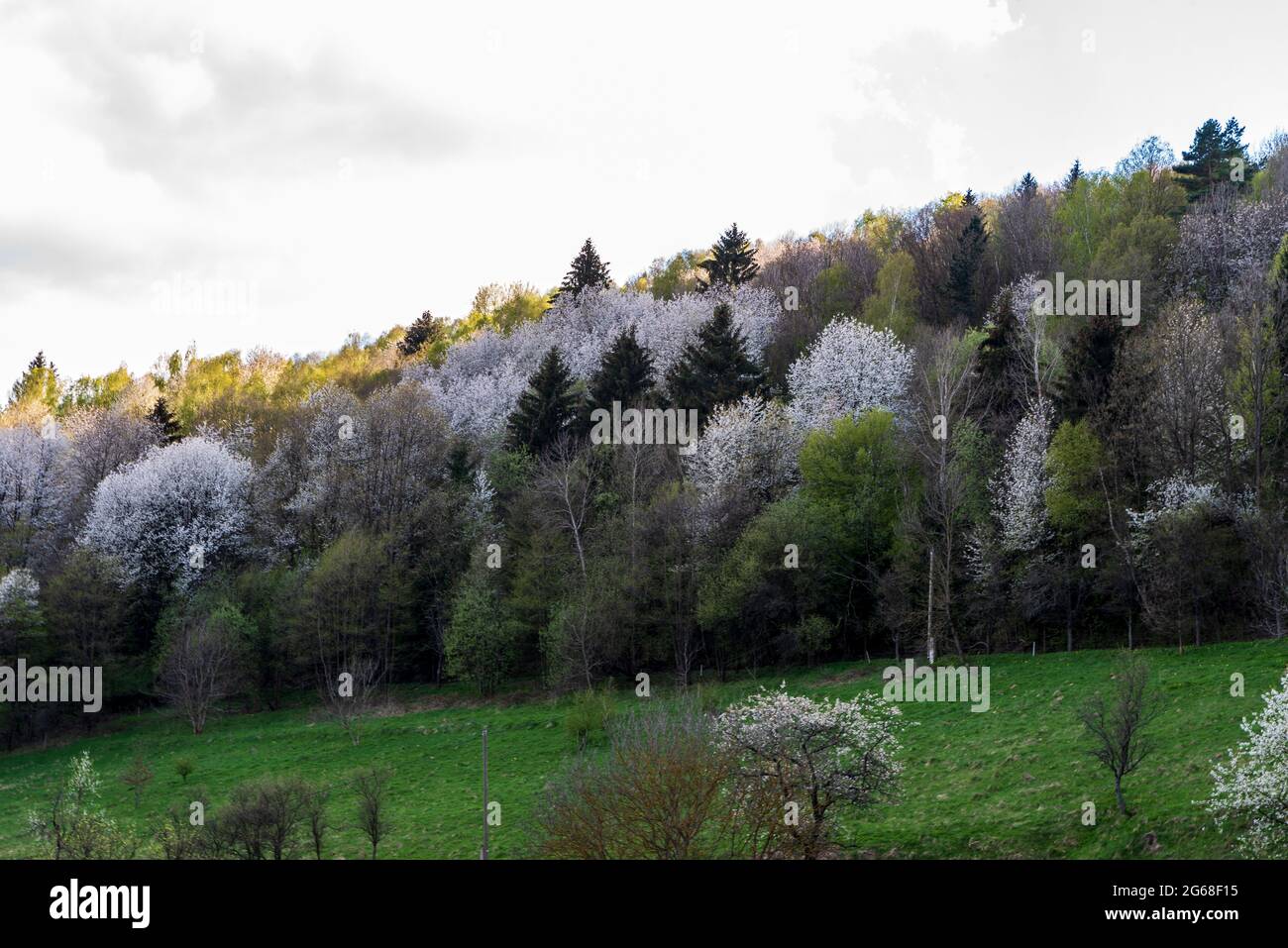Pré printanière avec arbres en fleurs près du village de Zitkova dans les montagnes de Bile Karpaty en République tchèque Banque D'Images