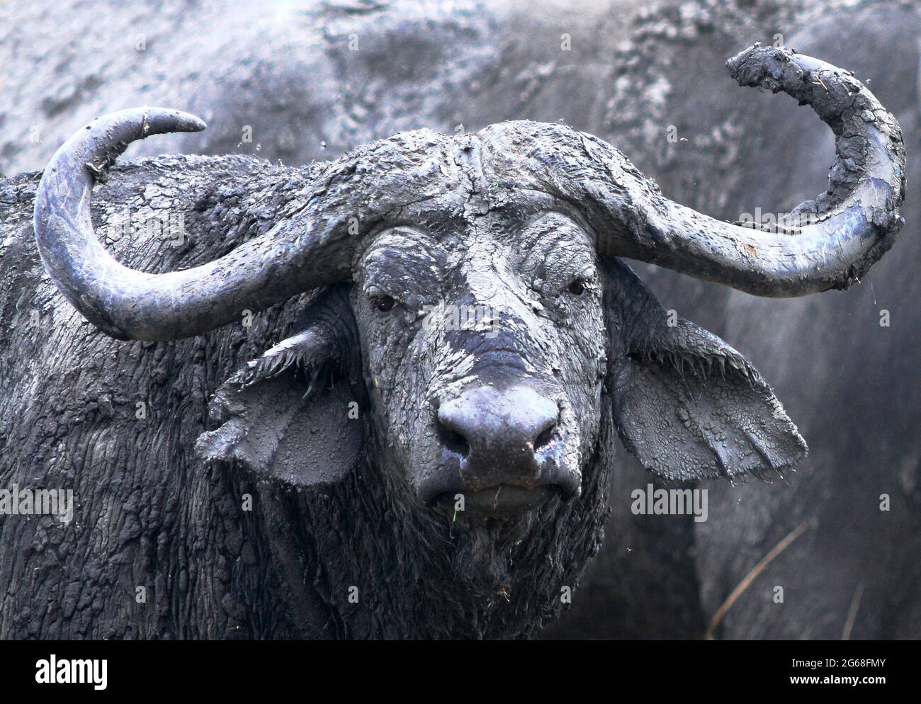 OUGANDA. PARC NATIONAL DE LA REINE ELIZABETH. BUFFLES APRÈS UN BAIN DE BOUE. Banque D'Images