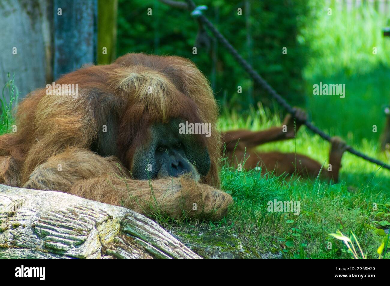 Homme Orangutan assis sur l'herbe au zoo de Leipzig Banque D'Images