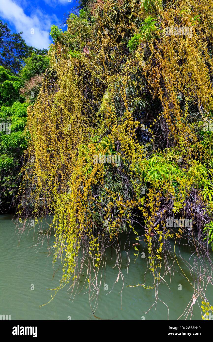 Arbres couverts de tapis de végétation au bord du lac de Gatun, province de Colon, République de Panama, Amérique centrale. Banque D'Images