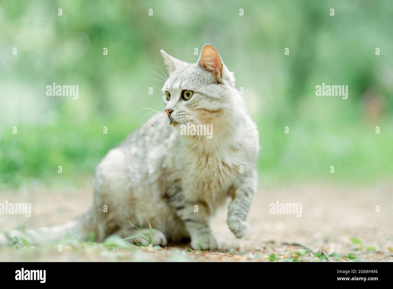 Chat Raye Gris Marchant Dans Les Rues Le Matin Yeux Jaunes Et Belle Race Est Un Melange De Chats Britanniques Chat Gris Clair Gros Plan Sur La Str Photo Stock Alamy Chat Raye Gris Marchant Dans Les Rues Le Matin Yeux Jaunes Et Belle Race Est Un Melange De Chats Britanniques Chat Gris Clair Gros Plan Sur La Str Photo Stock Alamy