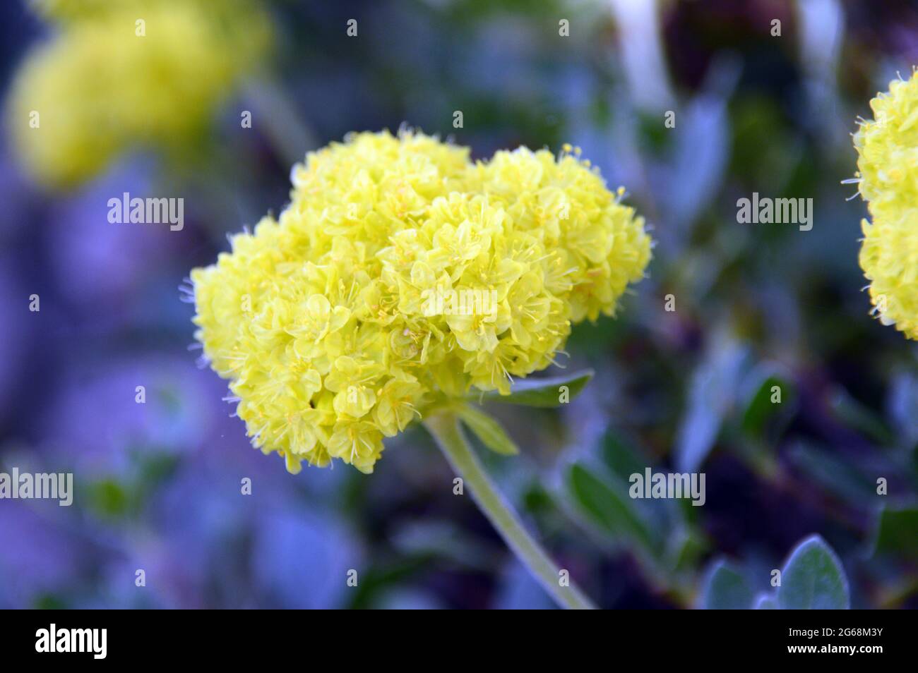 Sarrasin jaune de Sulfurflower (Eriogonum umbellatum) Fleur cultivé dans la Maison alpine à RHS Garden Harlow Carr, Harrogate, Yorkshire, Angleterre, Royaume-Uni. Banque D'Images