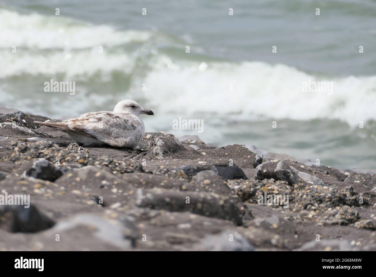 Un jeune Goéland argenté européen (Larus argentatus) assis sur un remblai côtier renforcé avec des vagues se brisant en arrière-plan Banque D'Images